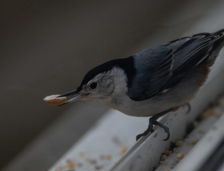 Bird Feeders