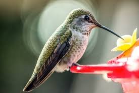 humming bird food